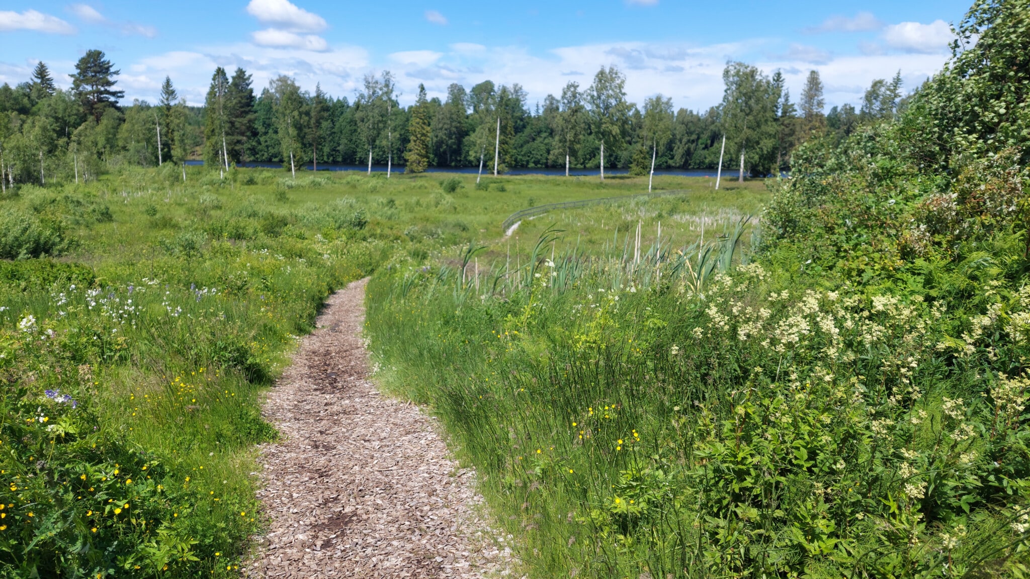 En bild som visar en slingrande naturstig av träflis som går genom en grönskande äng med högt gräs och vilda blommor, omgiven av tät vegetation och träd i bakgrunden under en klar himmel.