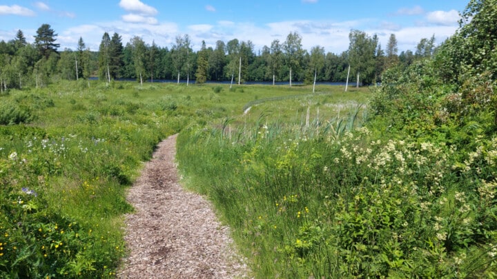 En bild som visar en slingrande naturstig av träflis som går genom en grönskande äng med högt gräs och vilda blommor, omgiven av tät vegetation och träd i bakgrunden under en klar himmel.